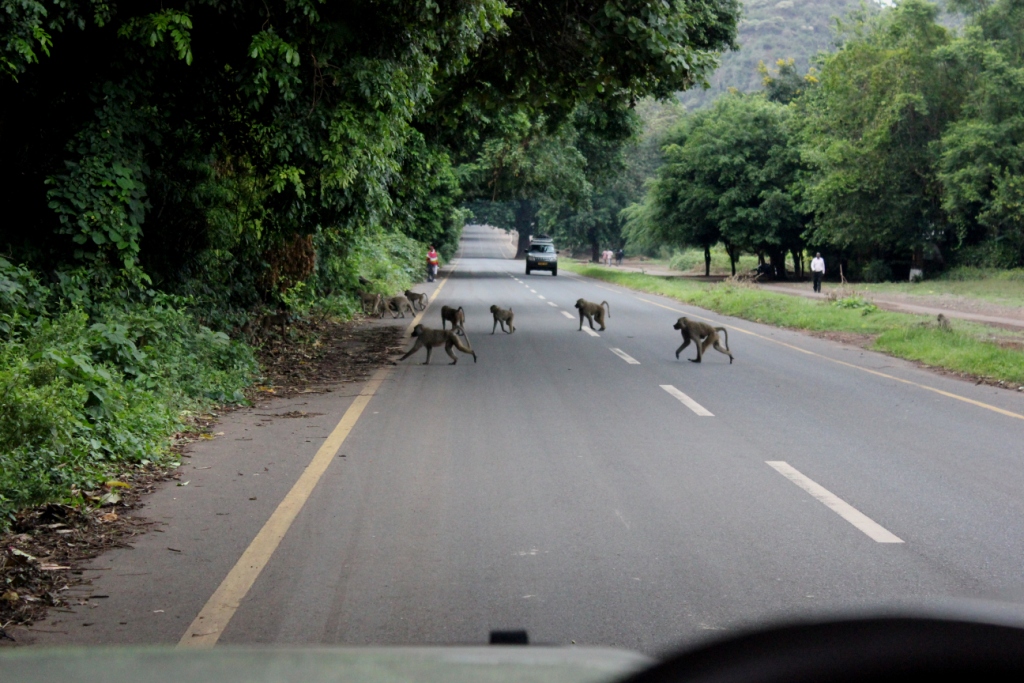Компания Landata покорила высочайшую точку Африки - Килиманджаро!