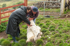Партнеры Landata в стране святого Патрика