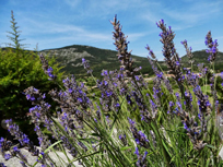 Landata и партнеры совершили автопробег по Провансу