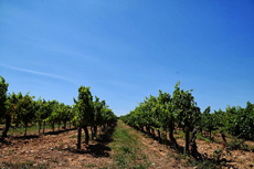 Landata и партнеры совершили автопробег по Провансу